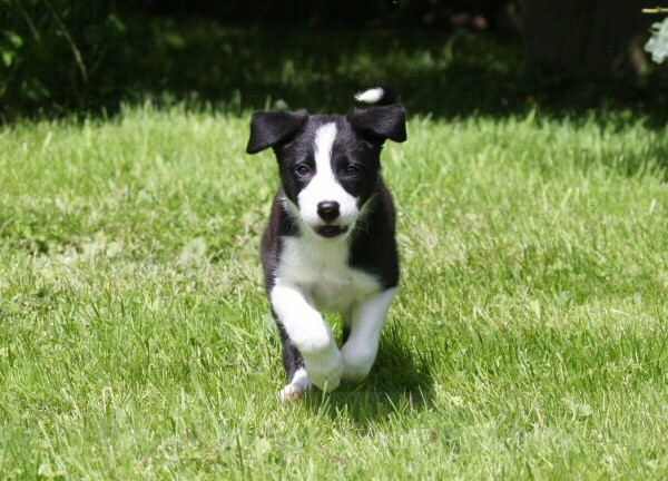 14 Nine weeks old - SASHA