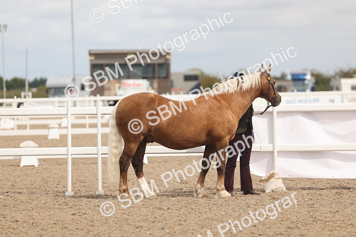SBM_04955 - Class 20 - IH Veteran