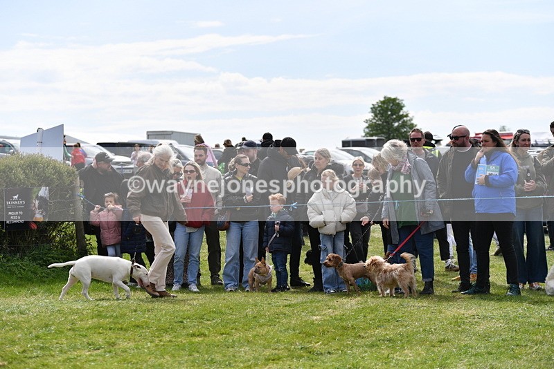 WJ5_0620 - Class 7 Best Terrier