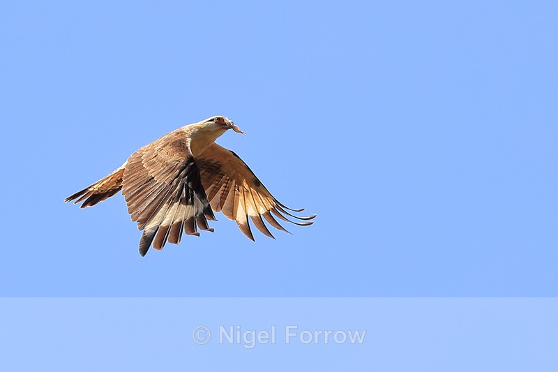 Yellow-headed Caracara (adult) flying, Costa Rica - Yellow-headed Caracara