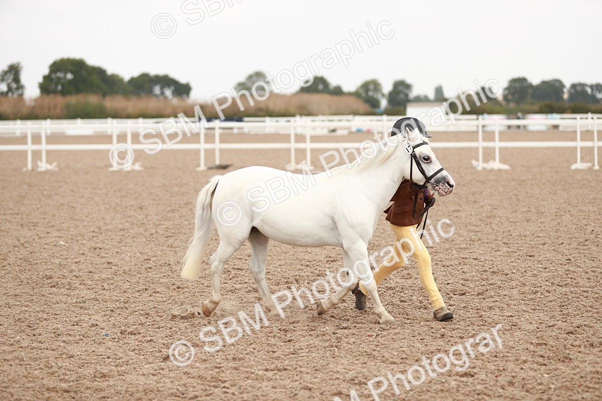 SBM_11950 - Class 206 IH Non Show Type Pony