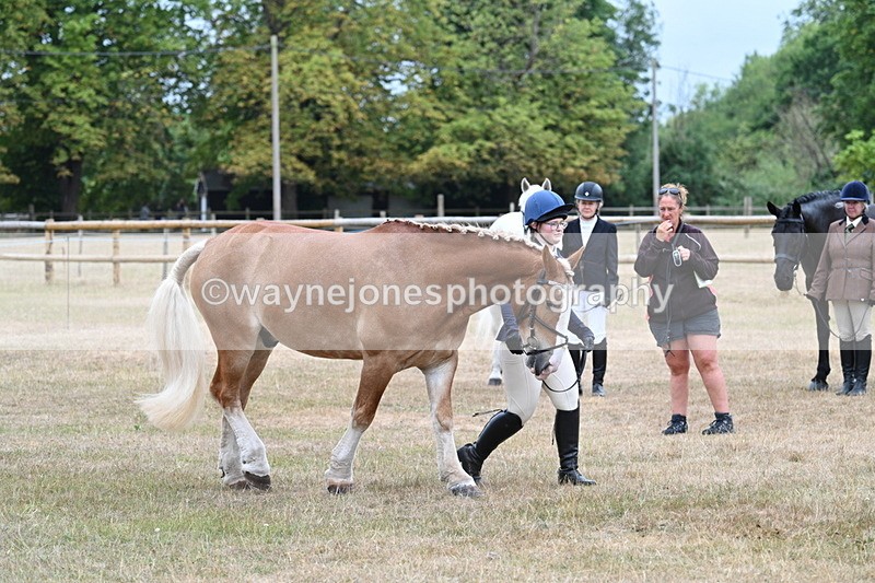 WJ7_9826 - Class 5a Most Handsome Gelding (above 14.2hh)