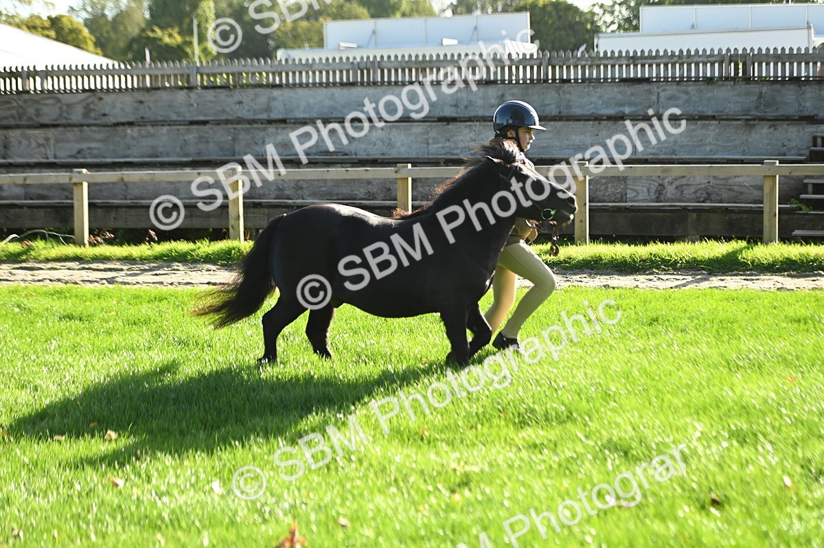 SBM_14761 - S1 - TSR in Hand Horse & Pony Showing