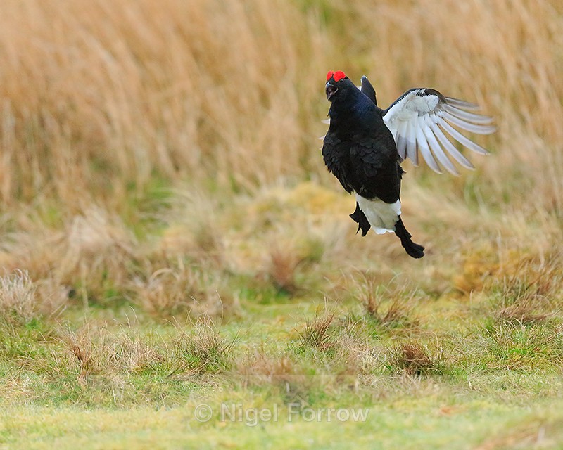 Black Grouse on landing approach, Scotland - Black Grouse