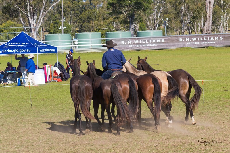 Guy McLean 3. 0A3A9350 - 2025 Senic Rim Clydesdale Spectacular