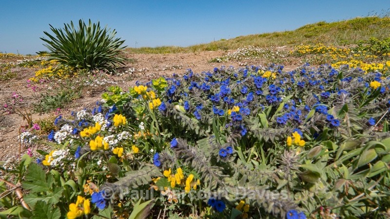Dyer's alkanet  (Alkanna tinctoria or Alkanna lehmanii)) with Grey Bird’sfoot Trefoil (Lotus cytisoides)  - Gargano - Flowers in the Landscape