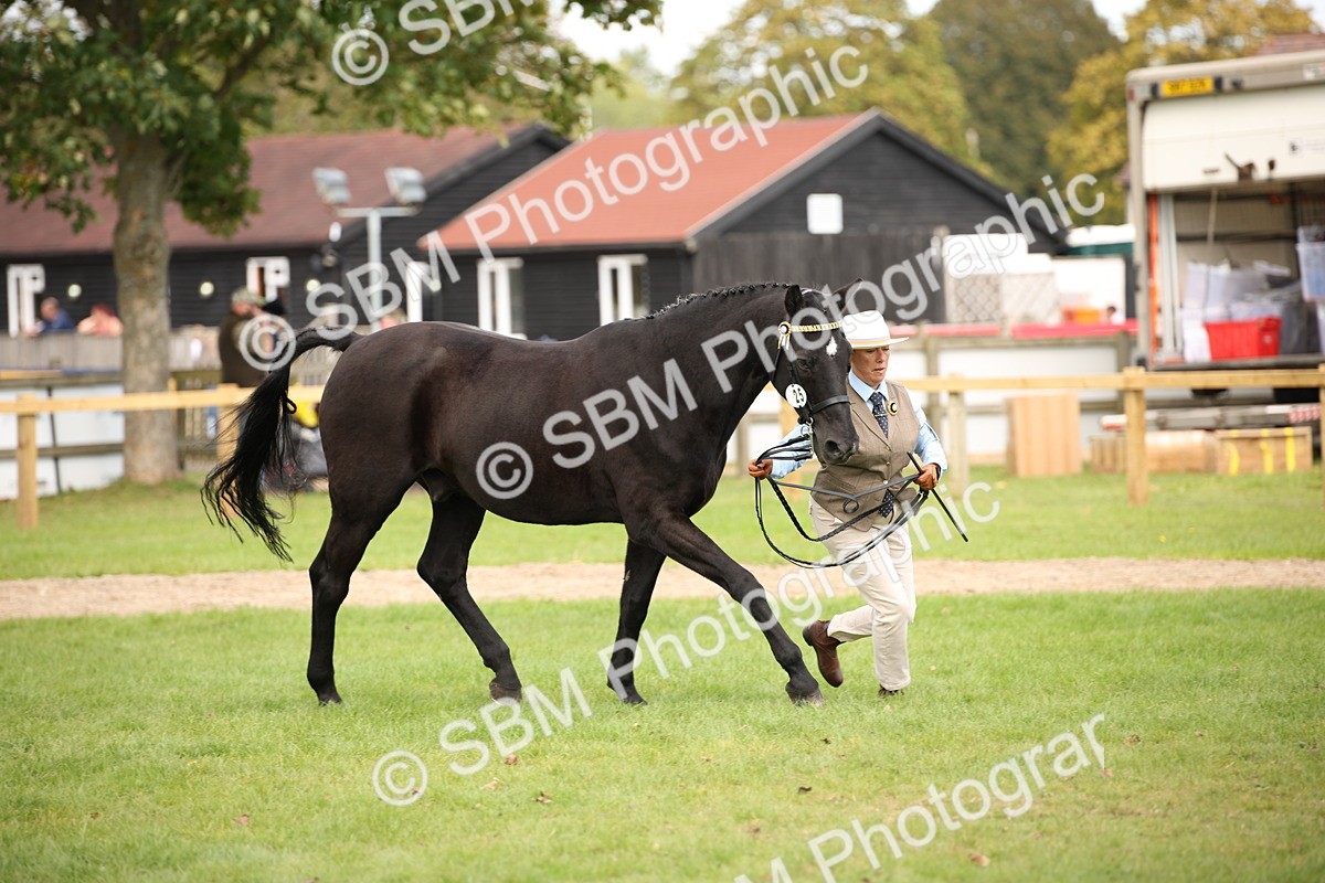 SBM_46345 - S25 - Mature Veteran In Hand
