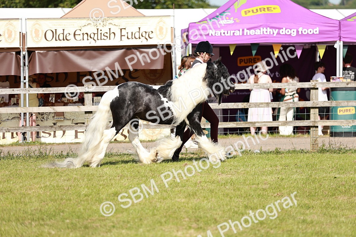SBM_08771 - Class 63-65 - Traditional Gypsy Cobs In Hand & Ridden