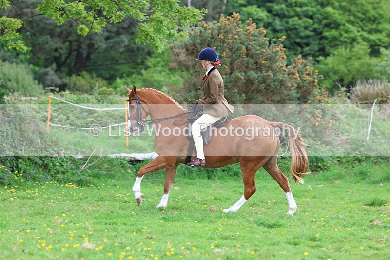 3E7A2114 - Class 11: Ridden Arab