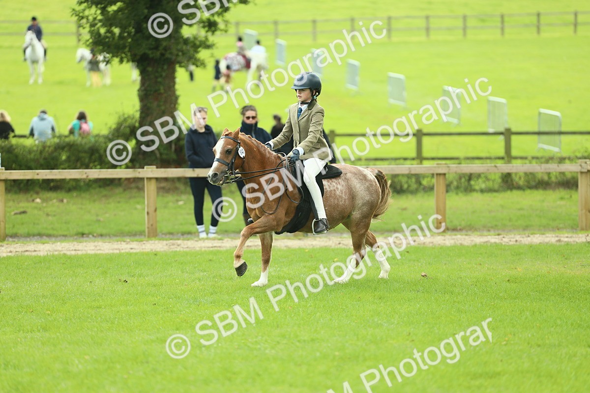 SBM_44676 - S31 - Working Hunter Pony