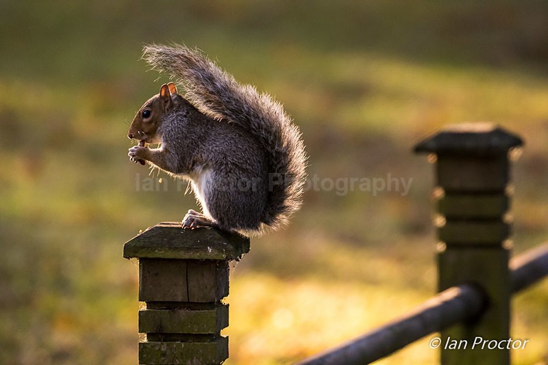 Backlit Grey Squirrel - Nature