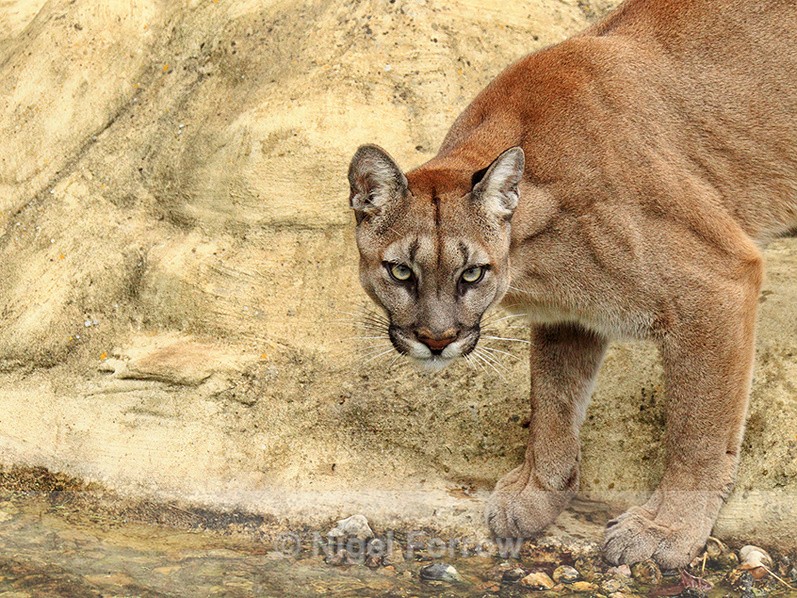 Puma at the edge of a water hole at the Big Cat Sanctuary - Puma