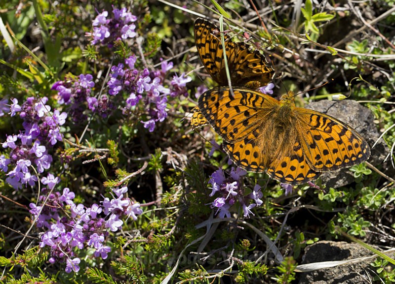 Dark Green fritillary Butterfly, Isle of Mull, Scotland - ISLE OF MULL WILDLIFE, Wildlife images from the Inner Hebrides