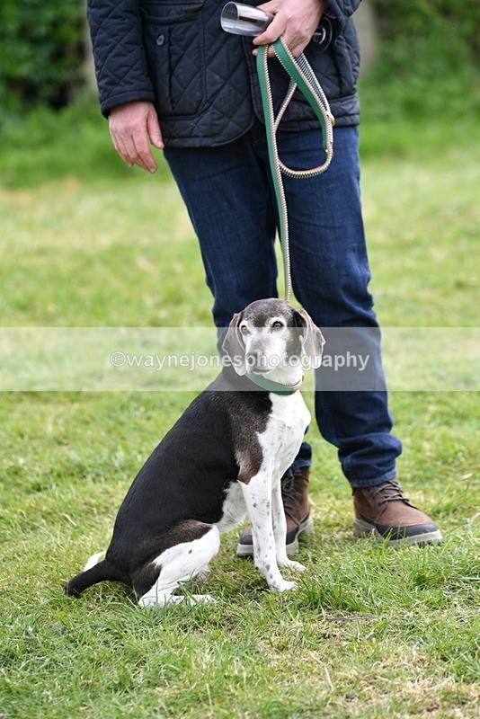 WJ5_0171 - Class 5 Best Veteran / 7 years & over