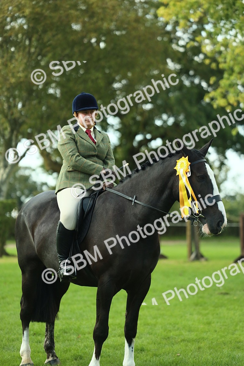 SBM_52243 - S33 - Working Hunter & Working Show Horse