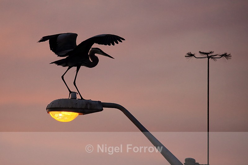 Great Blue Heron at dusk, Fort De Soto, Florida - Great Blue Heron