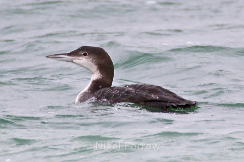 Great Northern Diver in Poole Harbour - Great Northern Diver