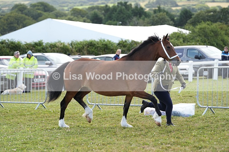 DSC05765 - Class 51: NPS M&M 4 years and over Large Breeds