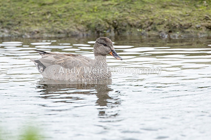 20140511-3K8A1183 - Gadwall