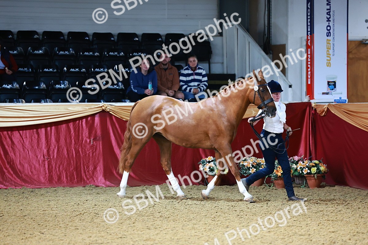 SBM_21728 - Class 901 - Supreme Final - IH  Diamond