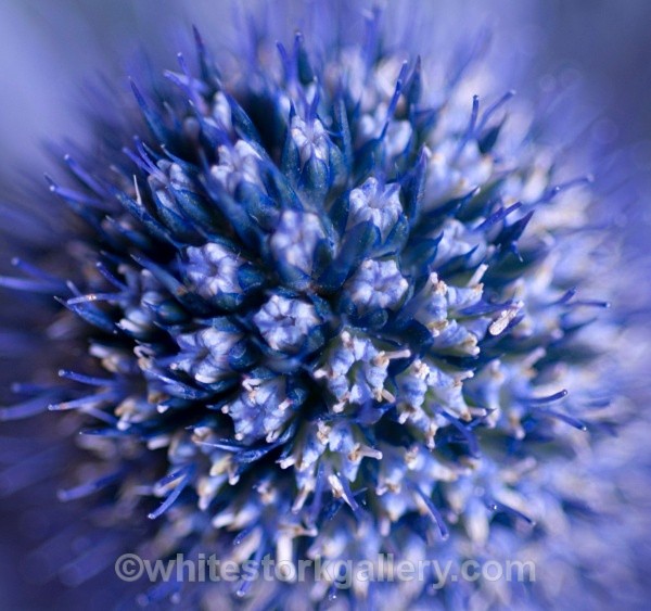 Thistle - Up Close !