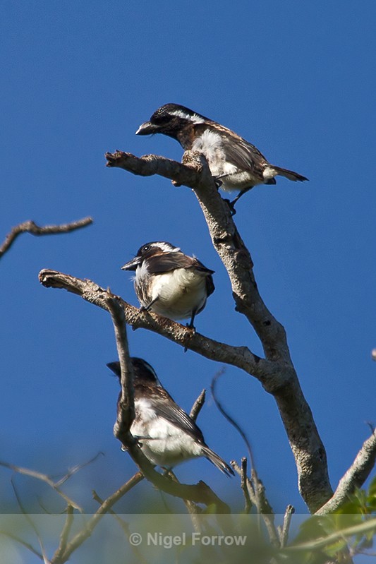 White-eared Barbets perched at the top of a tree - White-eared Barbet