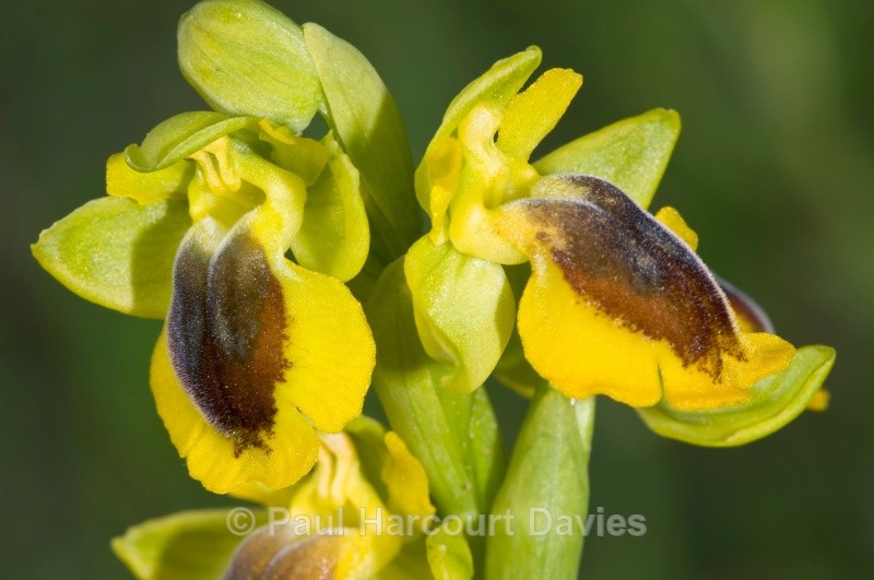 Ophrys lutea ssp phryganae - Orchids - Ophrys