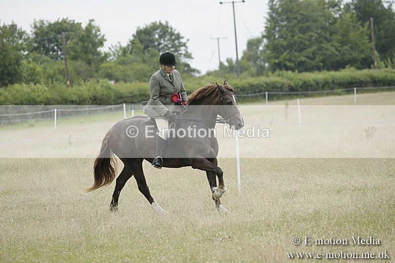 B230619-0989 - Bourne Valley Riding Club Summer Show 23/06/19