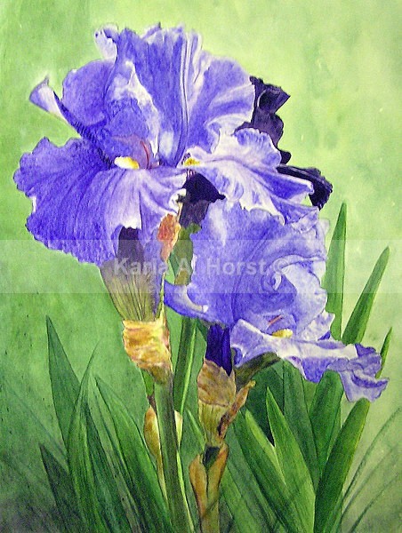 Irresistable Iris - Original Art