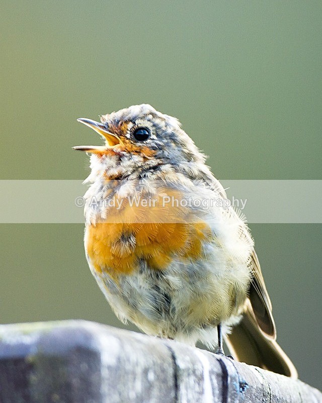 20110929-_MG_7192 - Robin