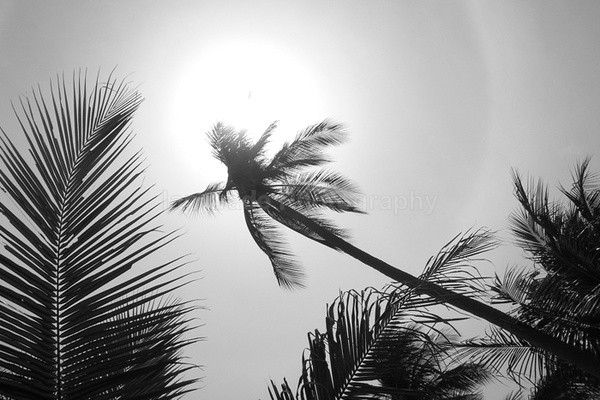 Palm trees _THA021 - South East Asia, Photography