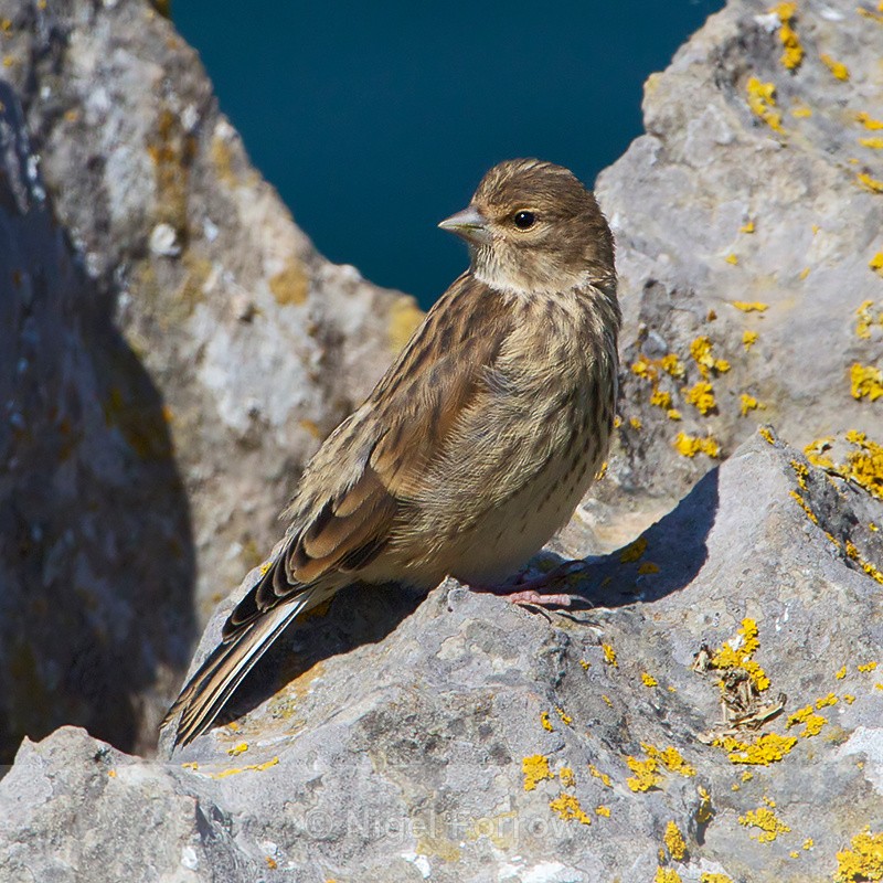 Linnet perched on a rock - Common Linnet