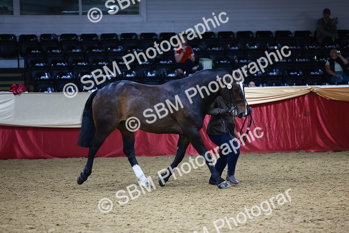 SBM_23249 - Class 903 - Supreme Final - IH Pre Vet