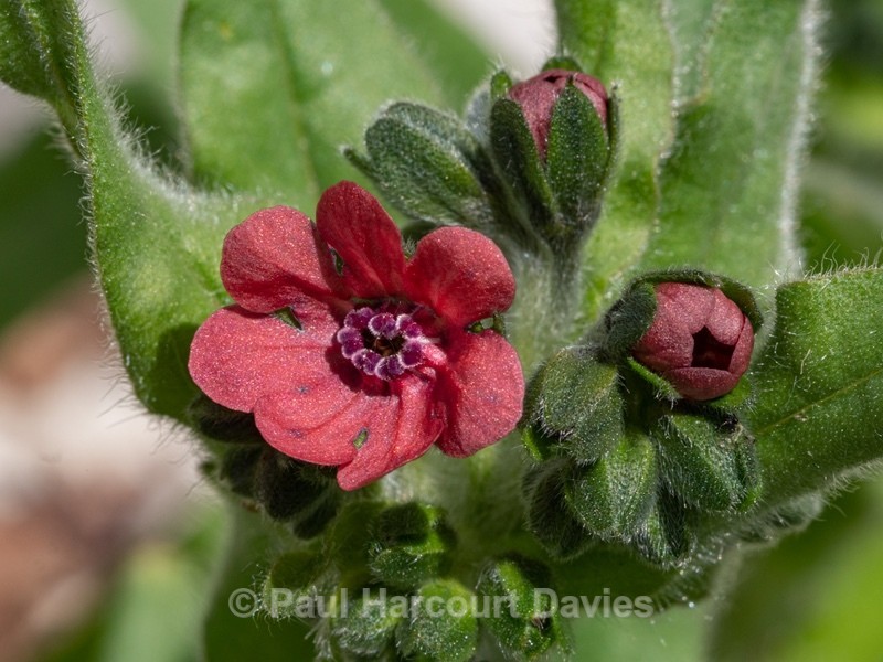 Mountain houndstongue (Cynoglossum montanum)  - Gargano - Wild Flowers