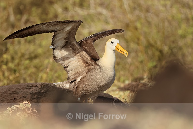 Waved Albatross with raised wings on the ground, Espanola, Galapagos - Waved Albatross