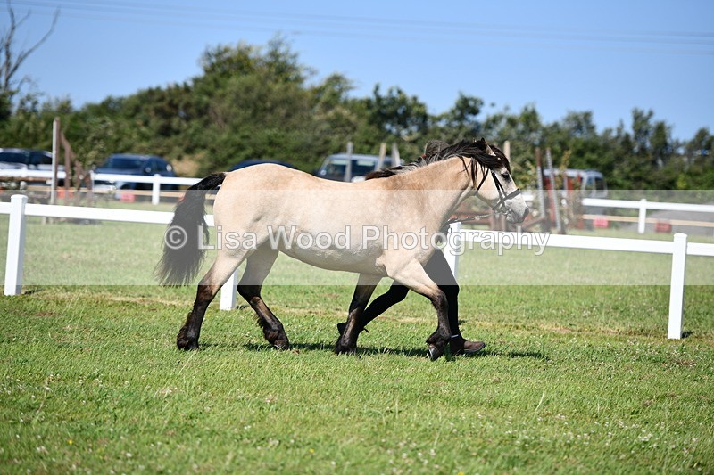 DSC_6529 - Class 54: NPS M&M 4 years and over Large Breeds