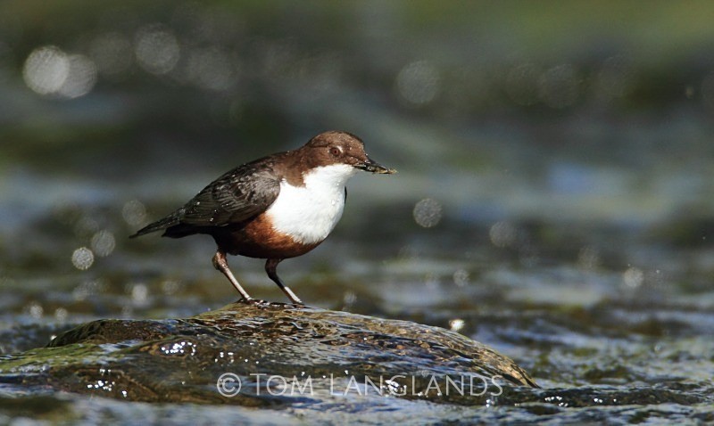 Dipper - All Other Birds