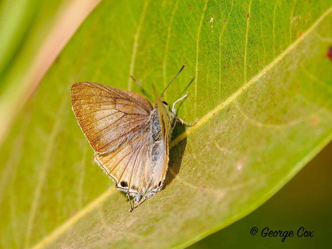 Cornelian - Gambia 2025