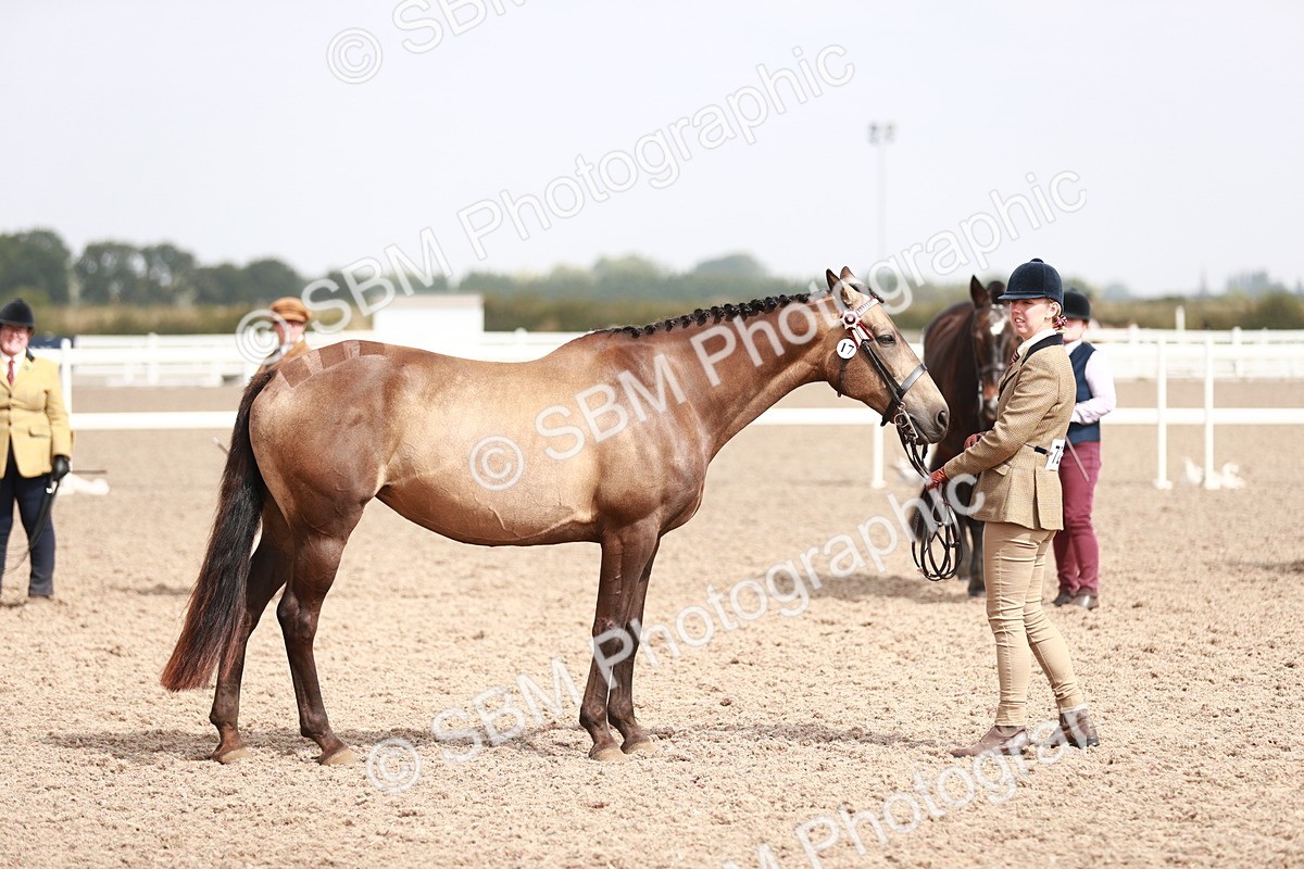 SBM_13235 - Class 208 IH Veteran Horse