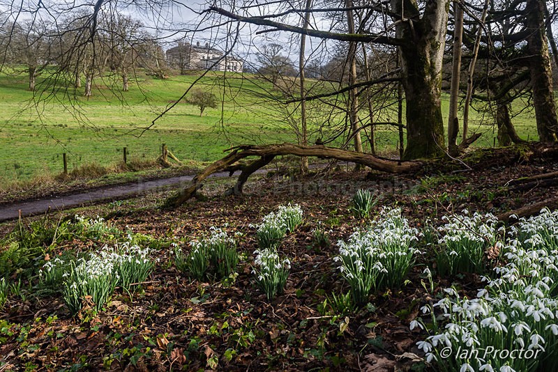 Snowdrops at Castle Coole - Fermanagh - County Fermanagh