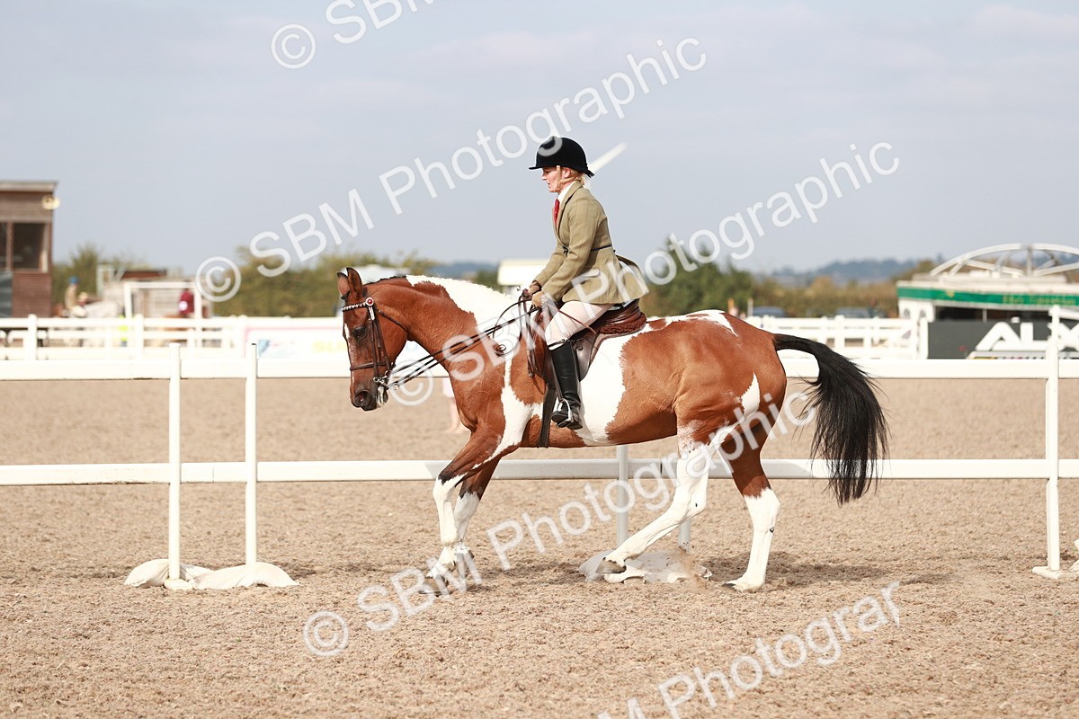 SBM_17535 - Class 215 Ridden Hack/ Riding Horse