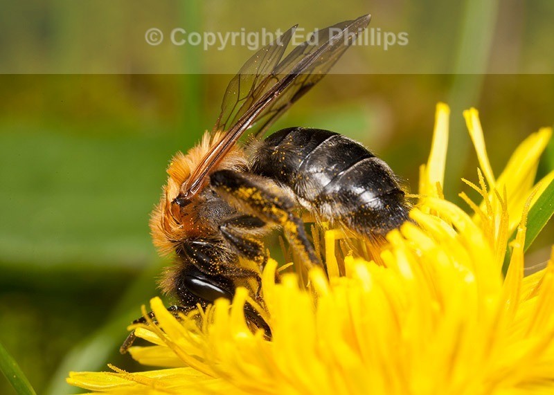 Andrena nitida (f)