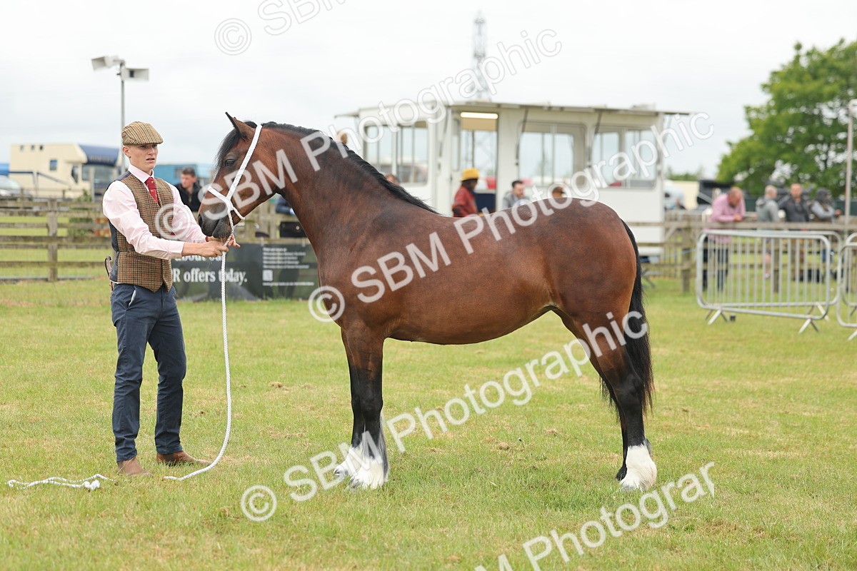 SBM_04826 - Class 50-57 - M&M Welsh Pony In Hand