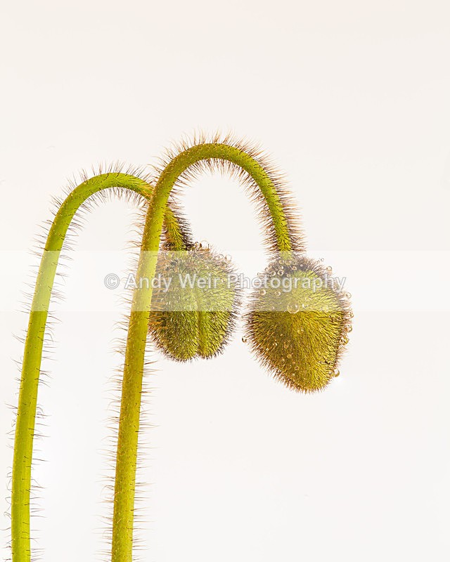 Iceland Poppy2 - Plants & Flowers