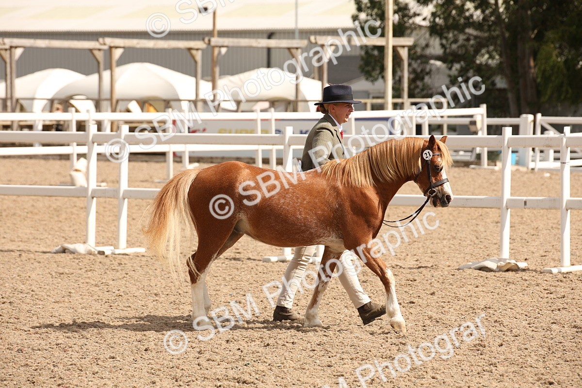 SBM_04671 - Class 20 IH Veteran