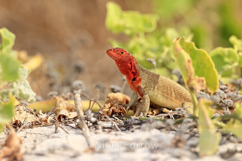 Lava Lizard, Gardner Bay, Espanola, Galapagos - REPTILES & AMPHIBIANS