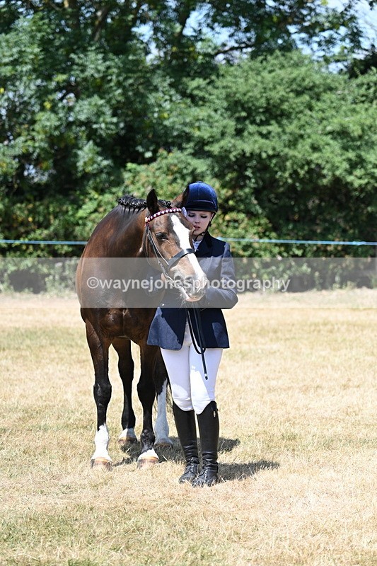 WJ7_2477 - Class 5a Most Handsome Gelding in hand (above 14.2hh)