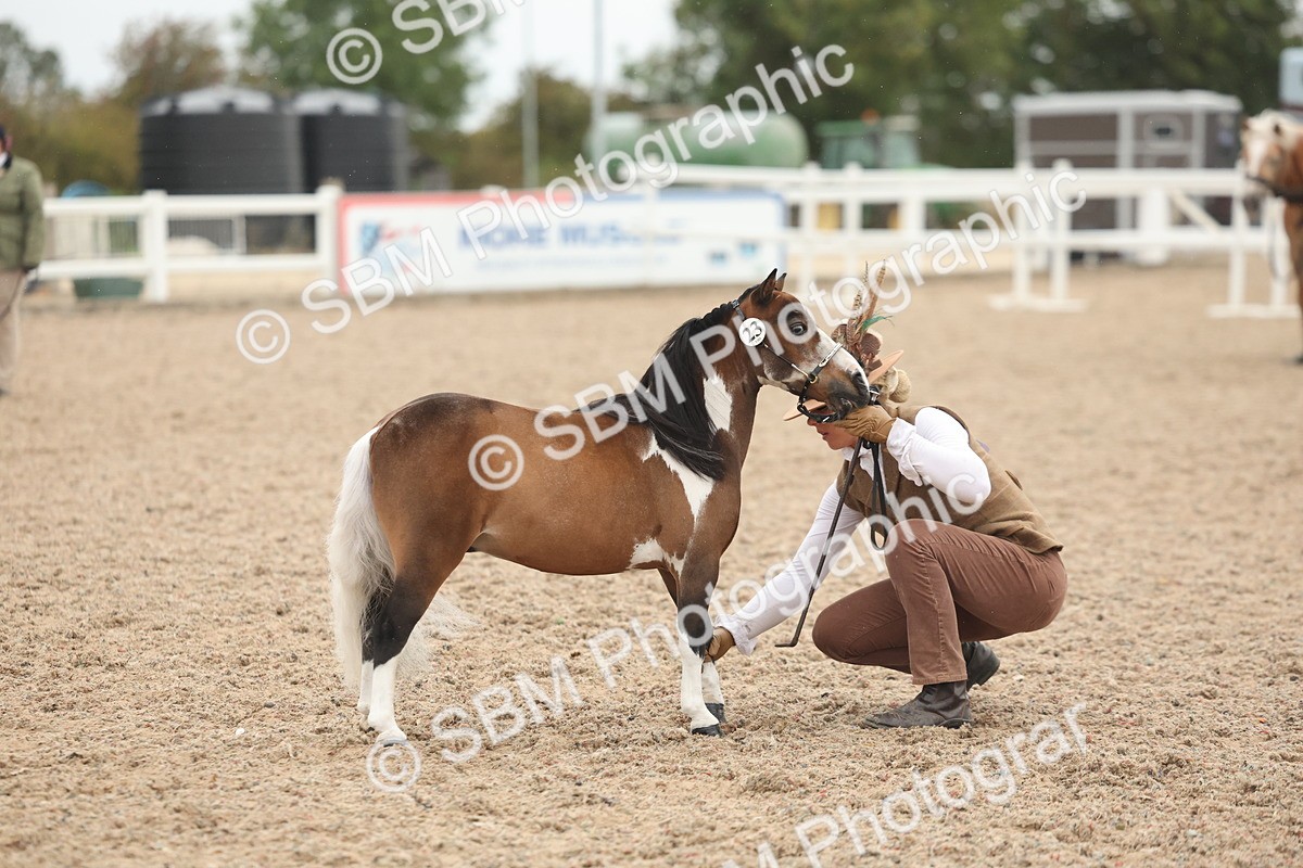 SBM_19366 - Class 317 - IH Pure Bred Horse-Pony