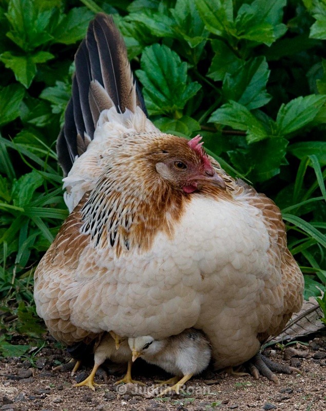 Kauai Chicken with Chicks-1 - Birds