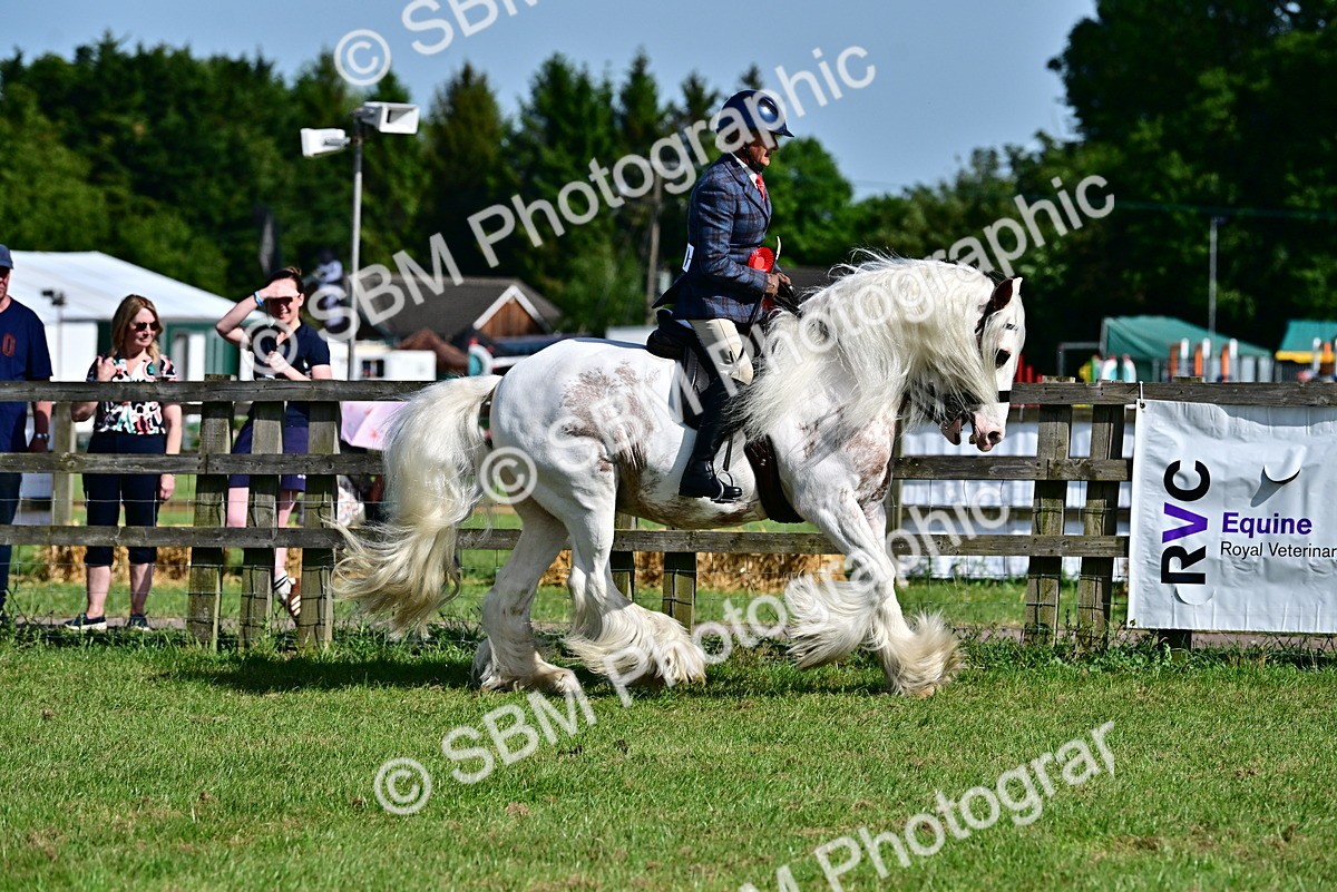 SBM_09472 - Class 63-65 - Traditional Gypsy Cobs In Hand & Ridden